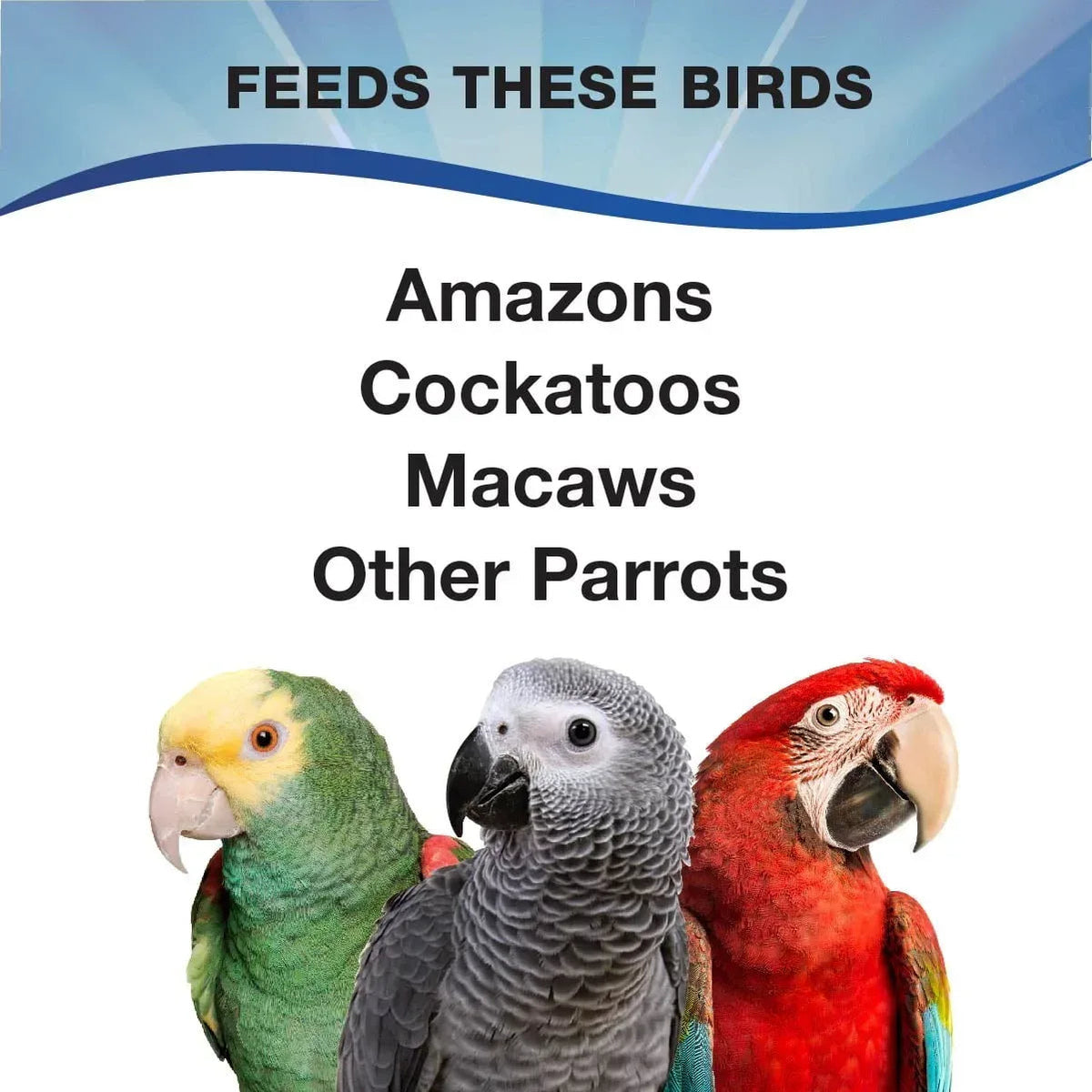 3-D Pet Products Premium Parrot Bird Food, Seeds, 4 lb. Stay Fresh Jar