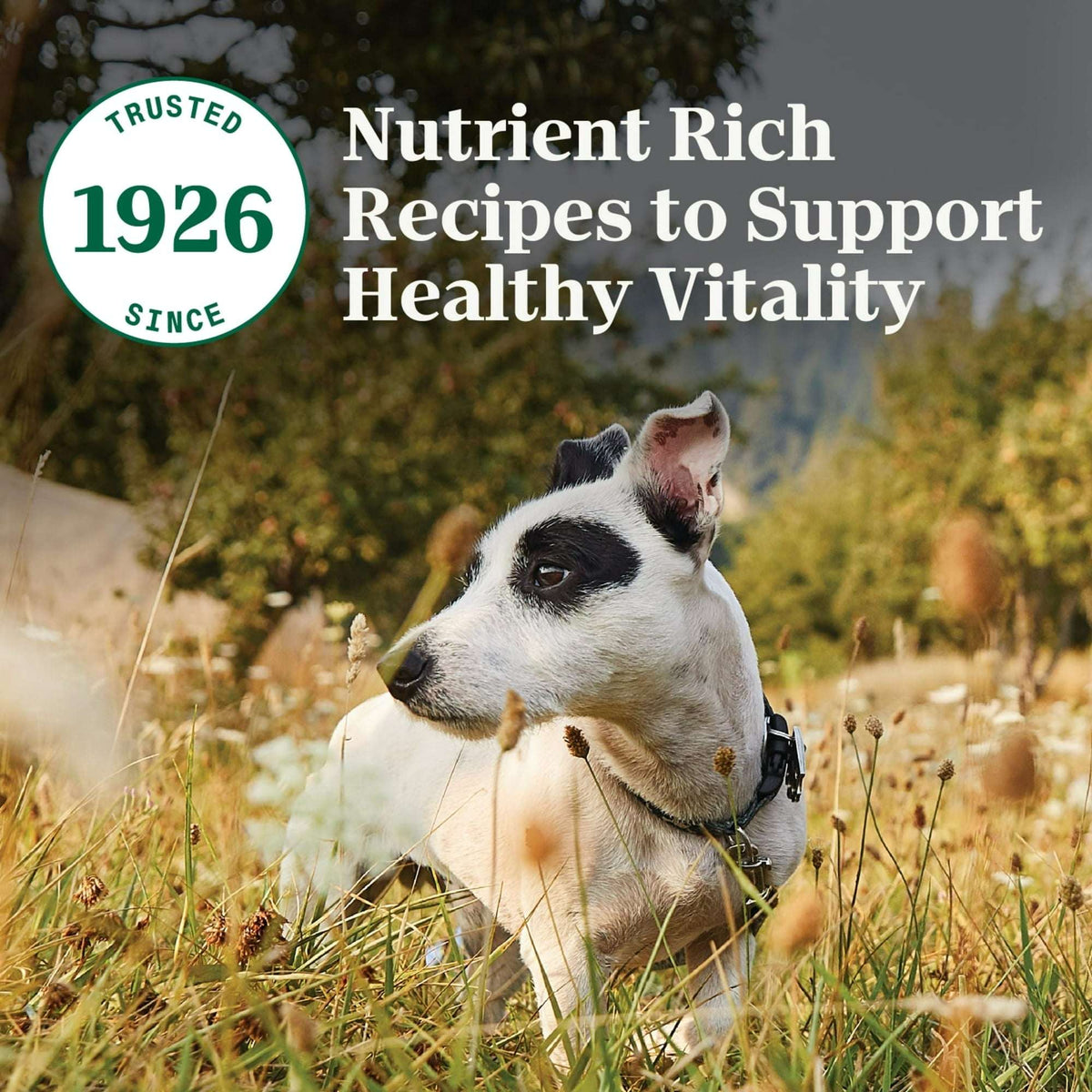 Nutro Natural Choice Senior Small Breed Dry Dog Food, Chicken And Brown Rice, 5 Lbs.