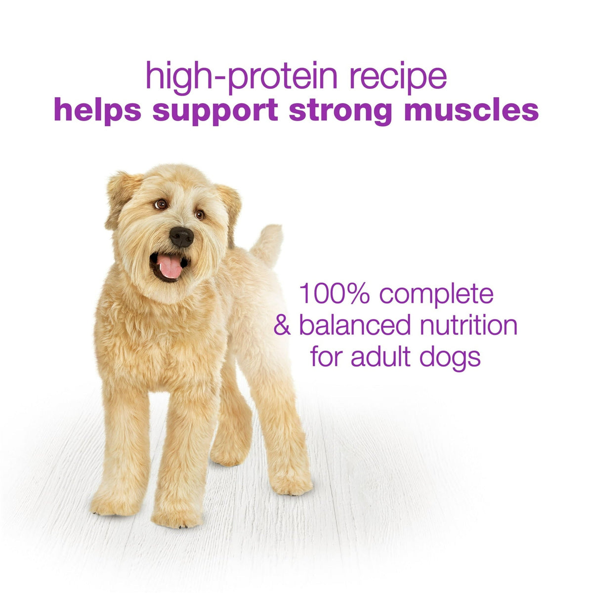 Purina Beneful Dog Food Freshly Prepared Meals Variety Pack Wet Dog Food with Gravy