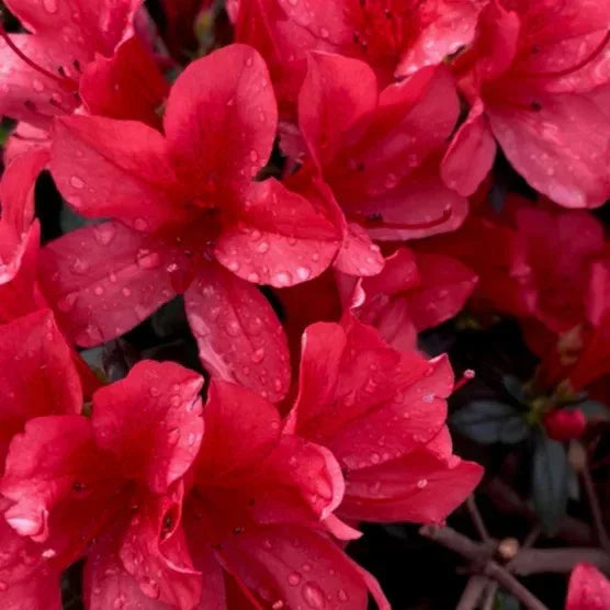 Alder & Oak Azalea #01 Container, 4-pack