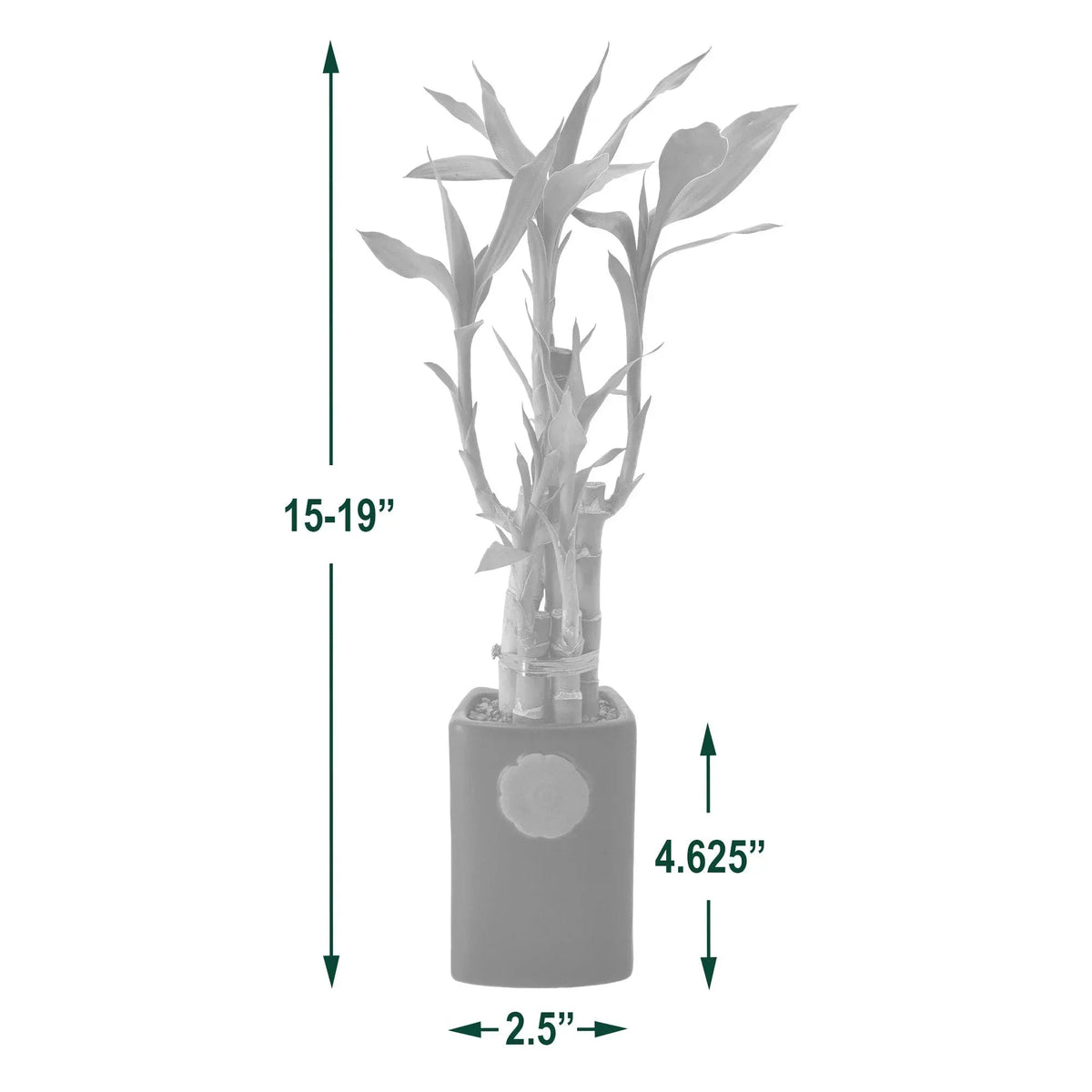 Bamboo Plant Collection