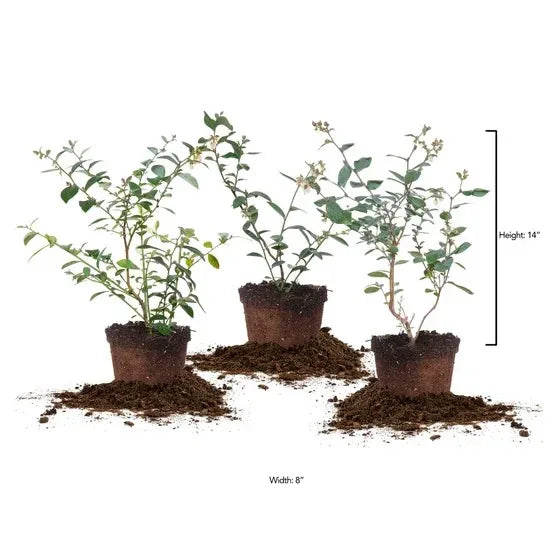 Berry Bush Collection, 3-pack