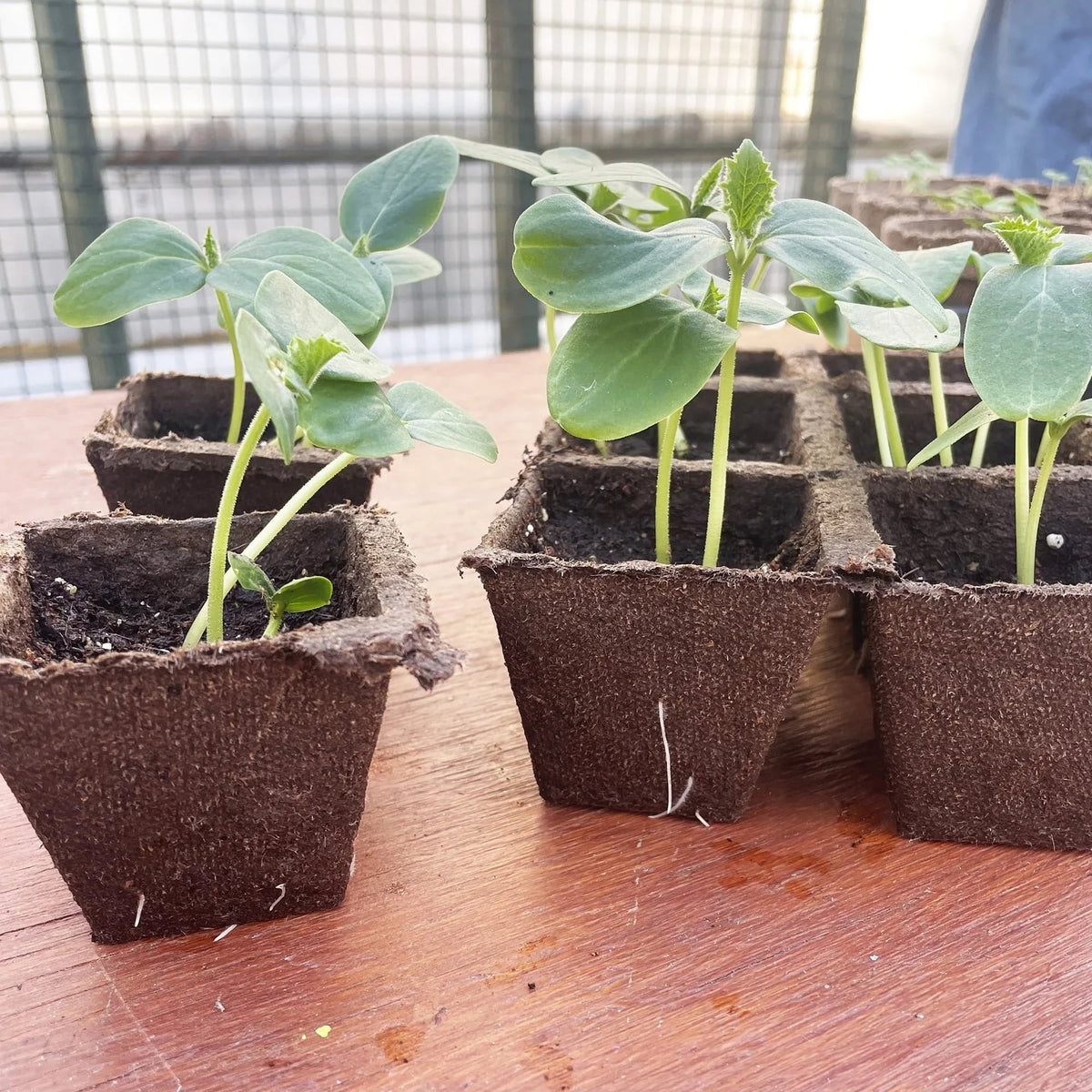 Jiffy-Strips Biodegradable Seed Starting Peat Strip (50 Pots), Has Drainage