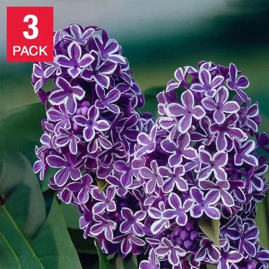 Longfield Gardens Lilac’s