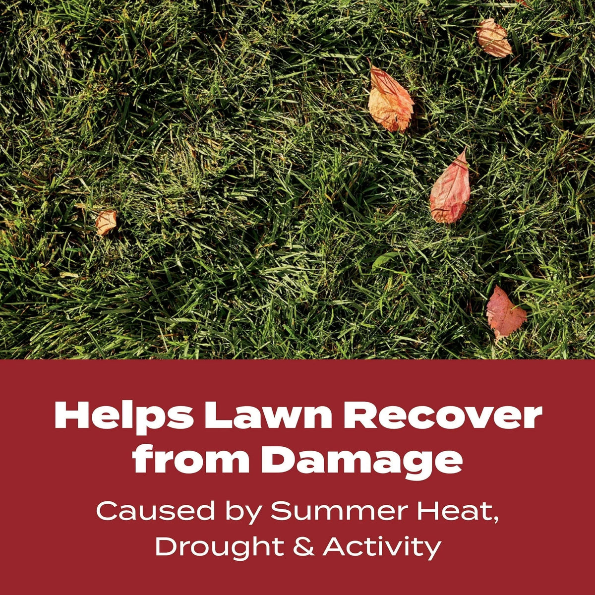Scotts Turf Builder WinterGuard Fall Lawn Fertilizer