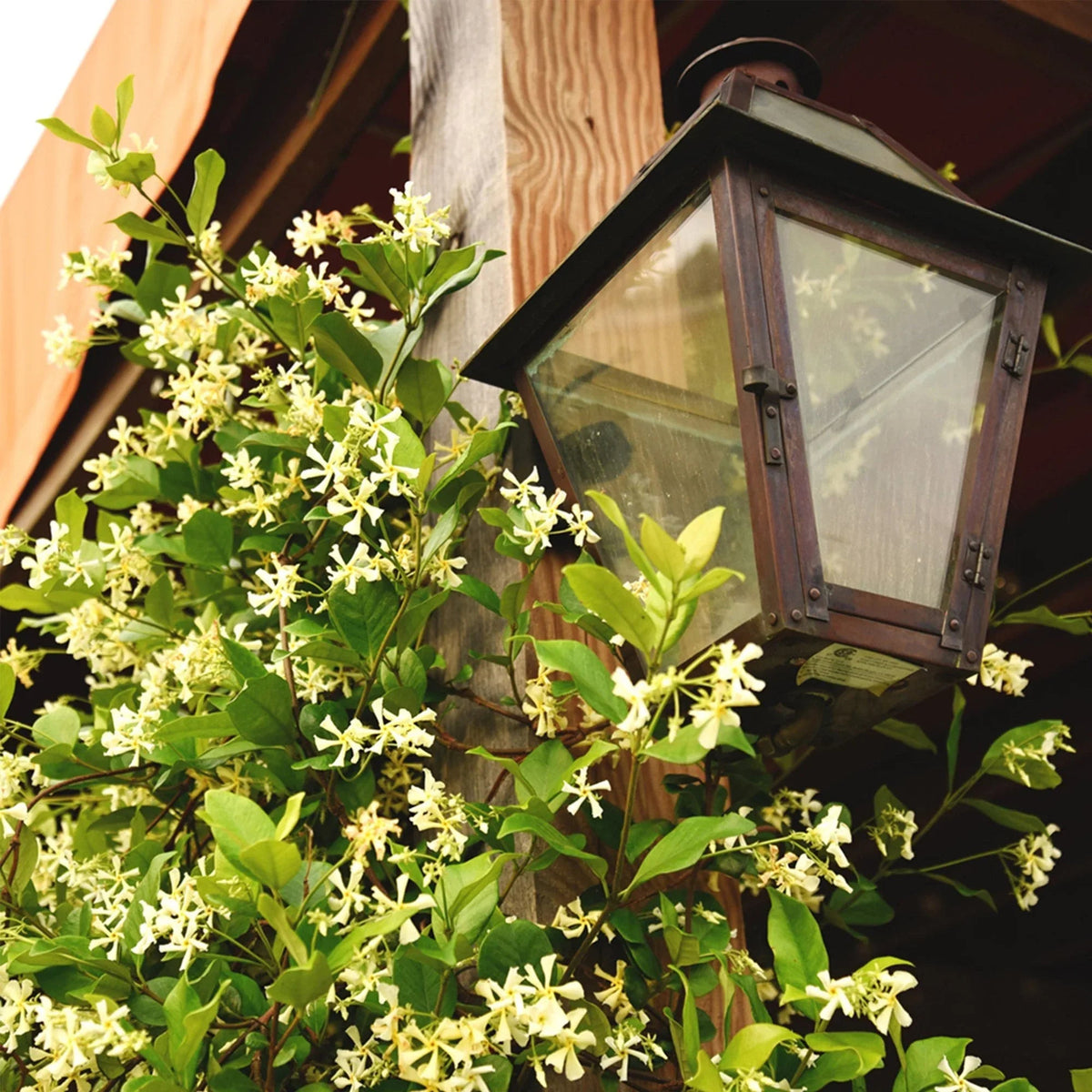 Star Jasmine Flowering Plant 3 Gallon, 2-pack