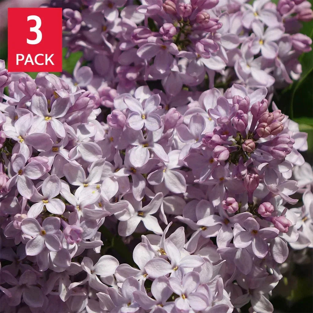 Syringa 'Miss Kim' Lilac, 3-pack