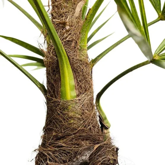 Windmill Palm Tree, 2-pack