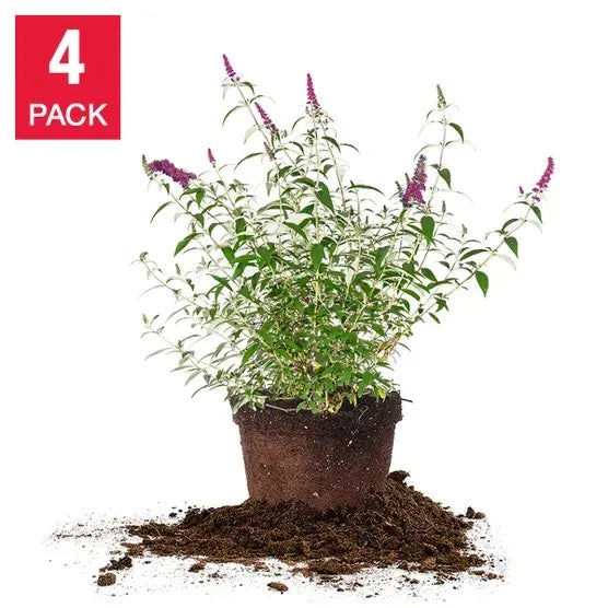 1 Gallon Butterfly Bush, 4-pack
