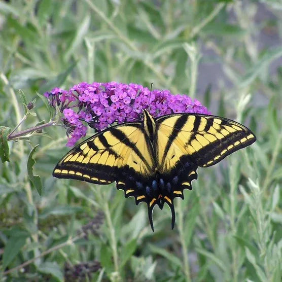 1 Gallon Butterfly Bush, 4-pack