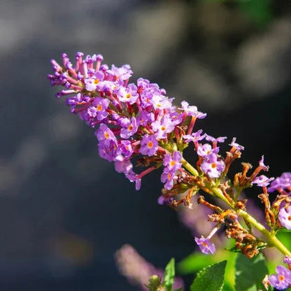 1 Gallon Butterfly Bush, 4-pack