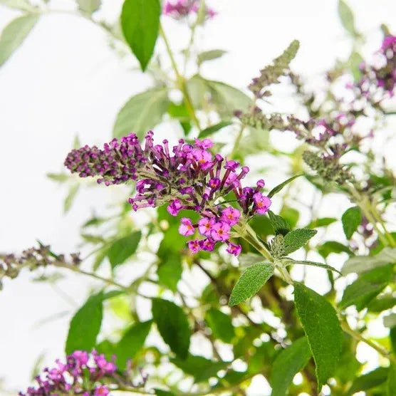 1 Gallon Butterfly Bush, 4-pack