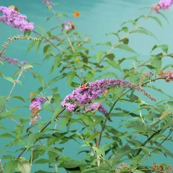 1 Gallon Butterfly Bush, 4-pack