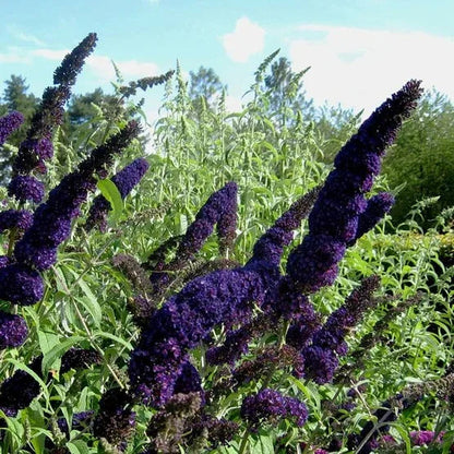 1 Gallon Butterfly Bush, 4-pack