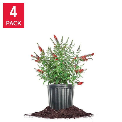 1 Gallon Butterfly Bush, 4-pack