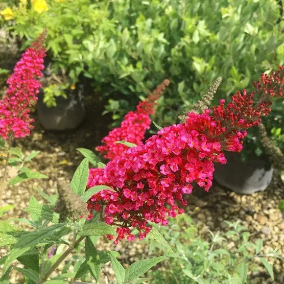 1 Gallon Butterfly Bush, 4-pack