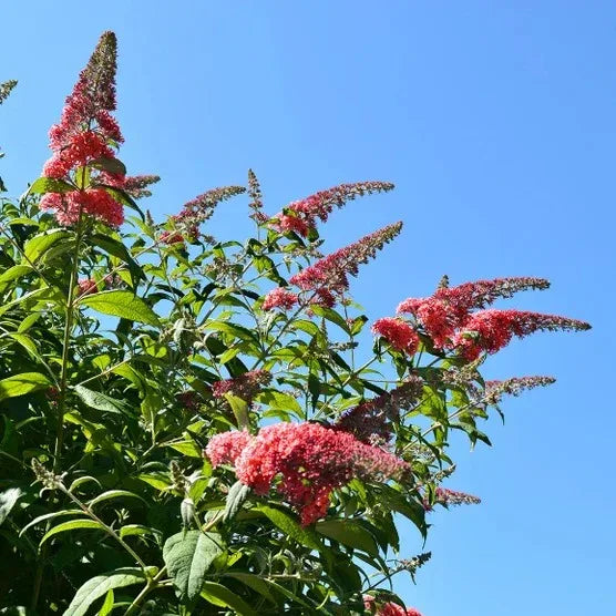 1 Gallon Butterfly Bush, 4-pack