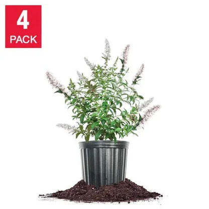1 Gallon Butterfly Bush, 4-pack