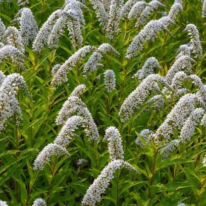 1 Gallon Butterfly Bush, 4-pack