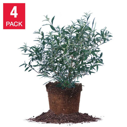 1 Gallon Butterfly Bush, 4-pack