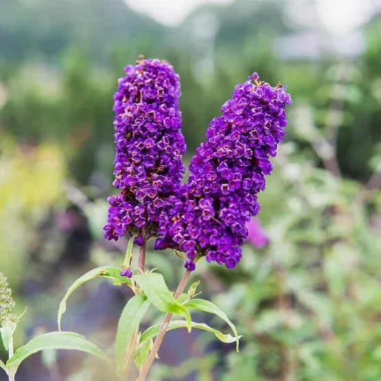 1 Gallon Butterfly Bush, 4-pack