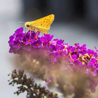 1 Gallon Butterfly Bush, 4-pack