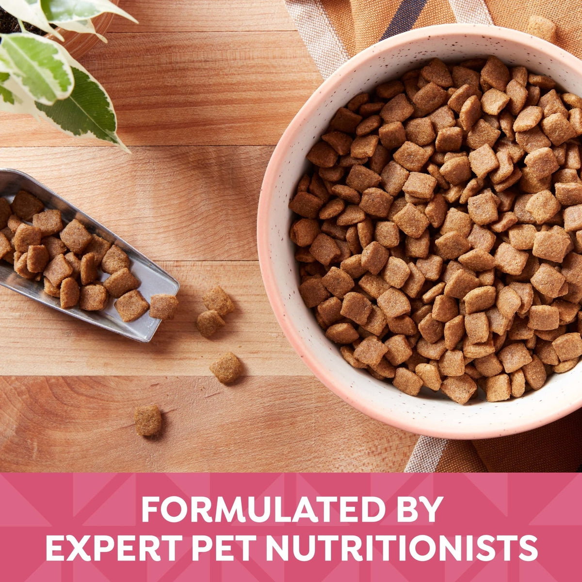 Nature's Recipe Grain Free Salmon, Sweet Potato & Pumpkin Dry Dog Food