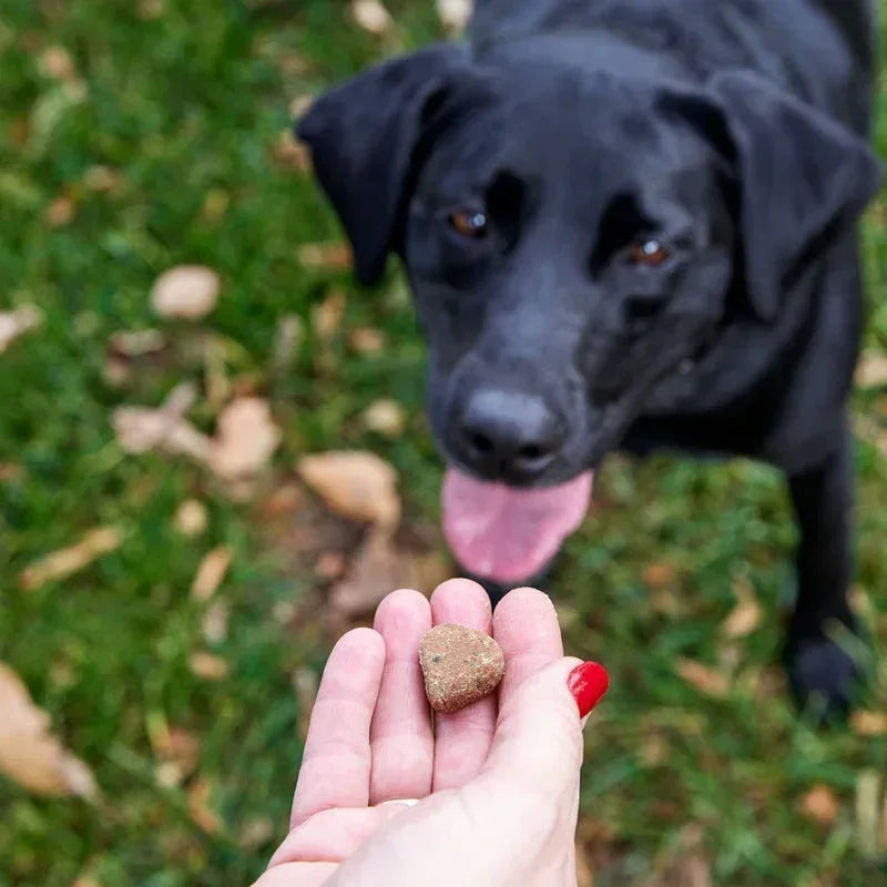 Zesty Paws Scoot Away Bites for Dogs, Digestive Support Functional Dog Supplement, Chicken Flavor, 90 Count Soft Chews