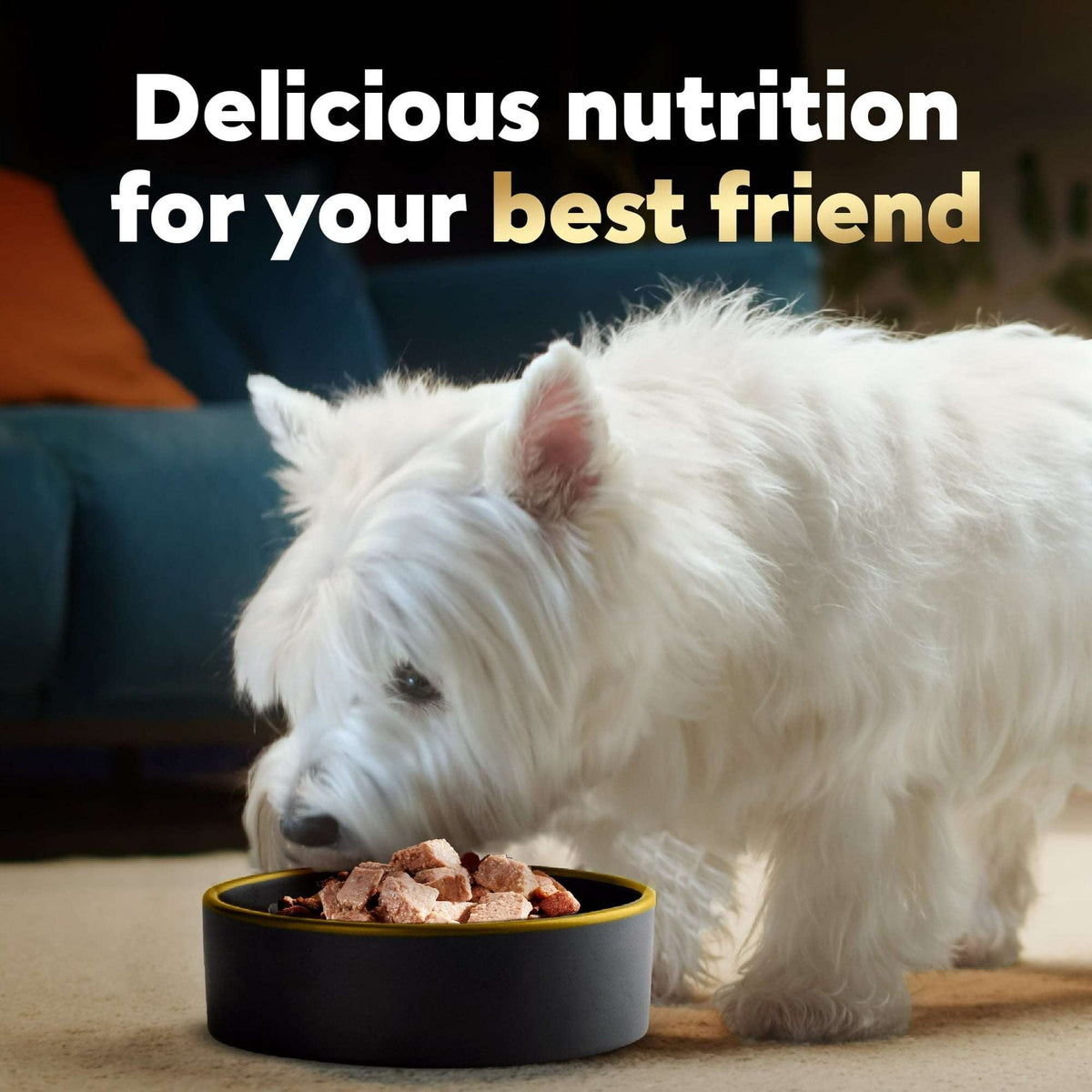 (12 pack) Cesar Classic Loaf in Sauce Grilled Chicken Wet Dog Food, 3.5 oz Easy Peel Tray