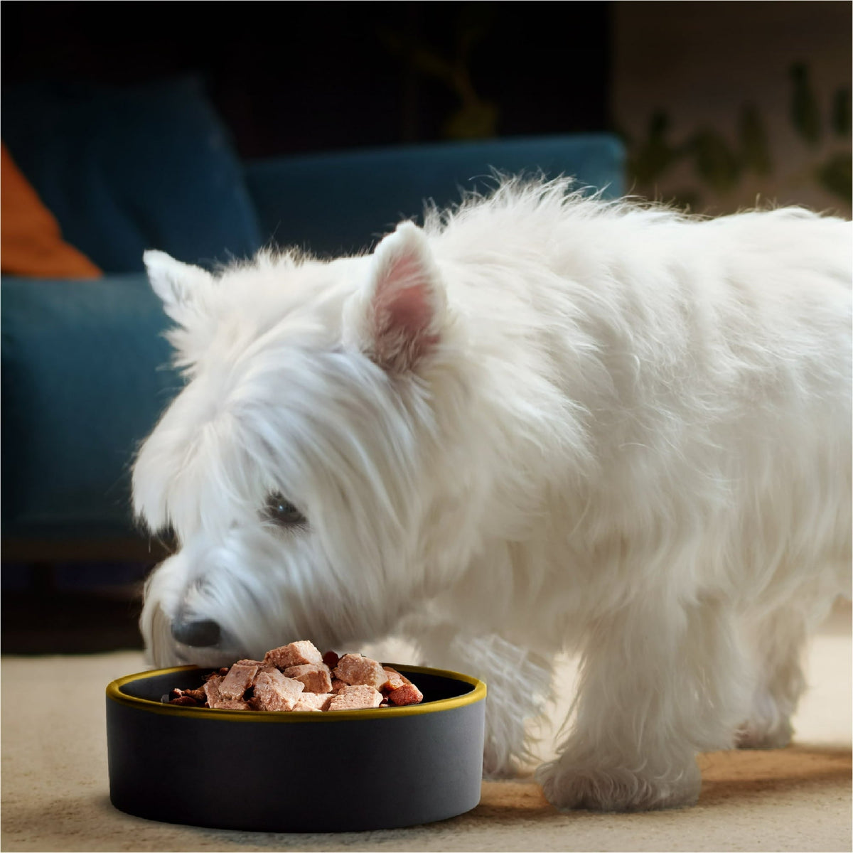 Cesar Filets In Sauce Variety Pack Wet Dog Food For Adult Dogs, 3.5 Oz Tray (24 Pack)