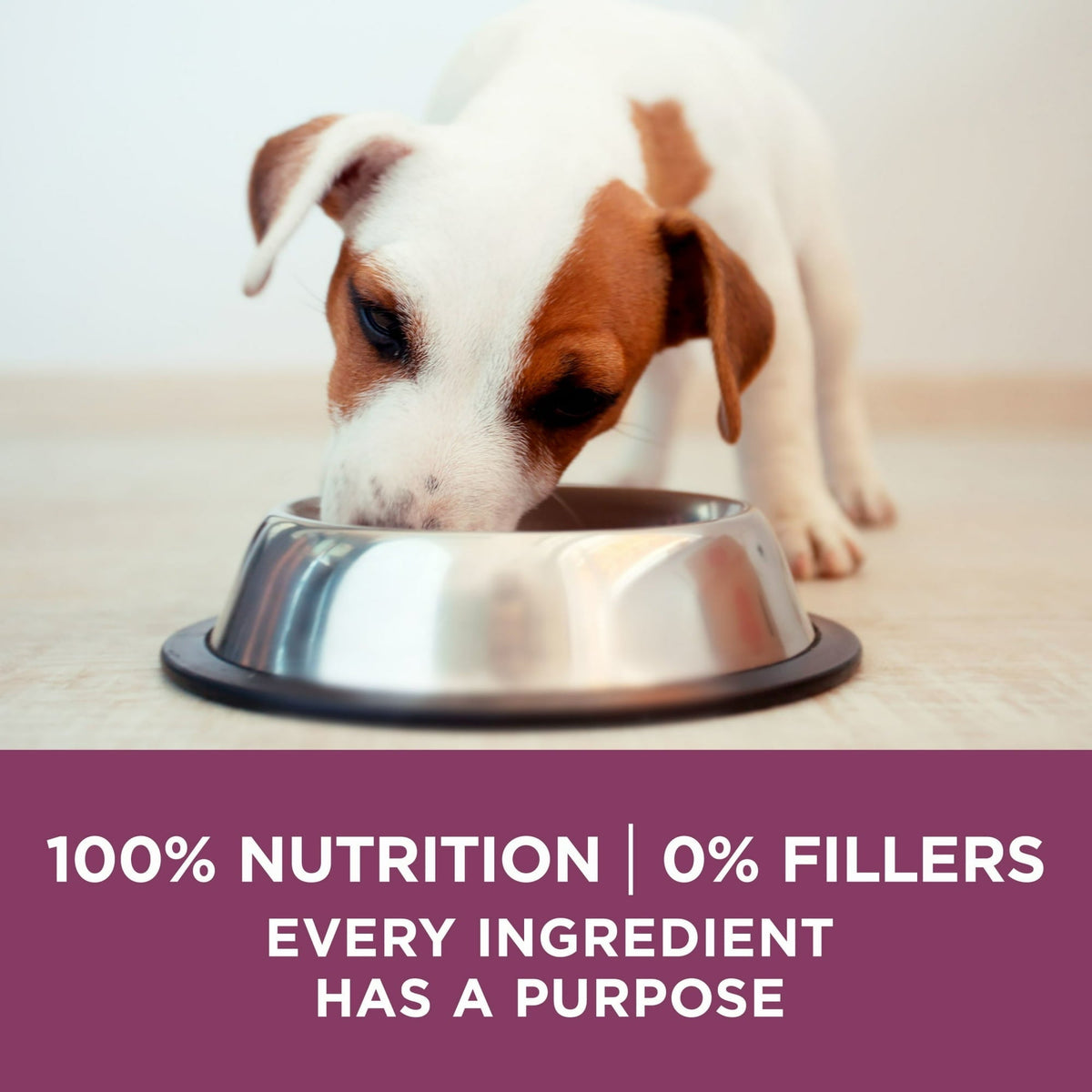 Purina ONE Plus Healthy Puppy Dry Dog Food, High Protein Growth Support with Real Chicken