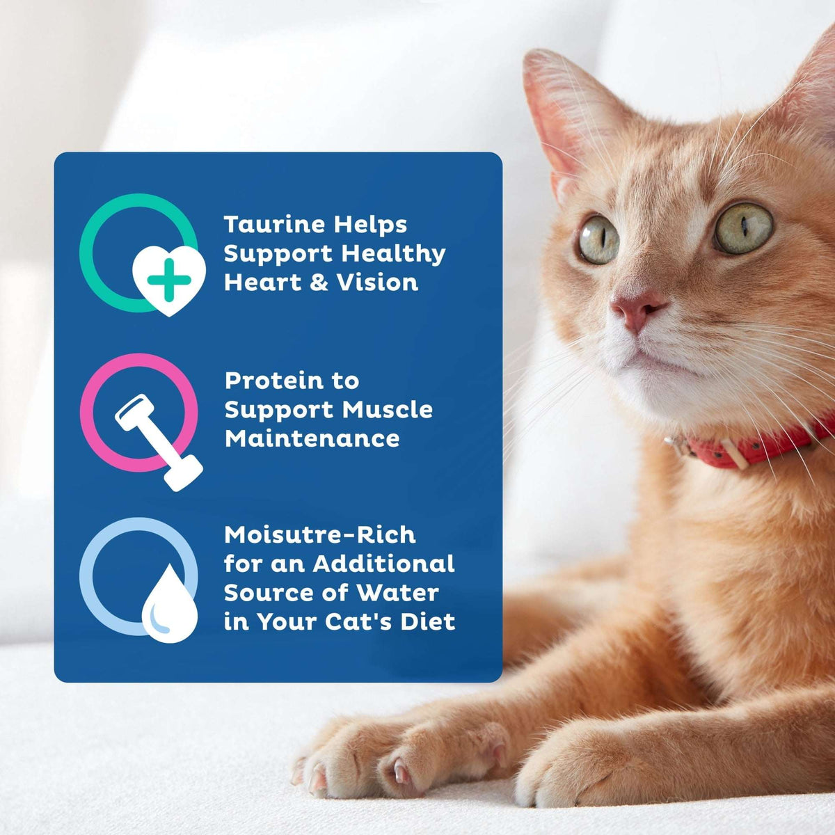 9Lives Paté Favorites Wet Cat Food Variety pack, 5.5 oz. Cans (pack of 12)