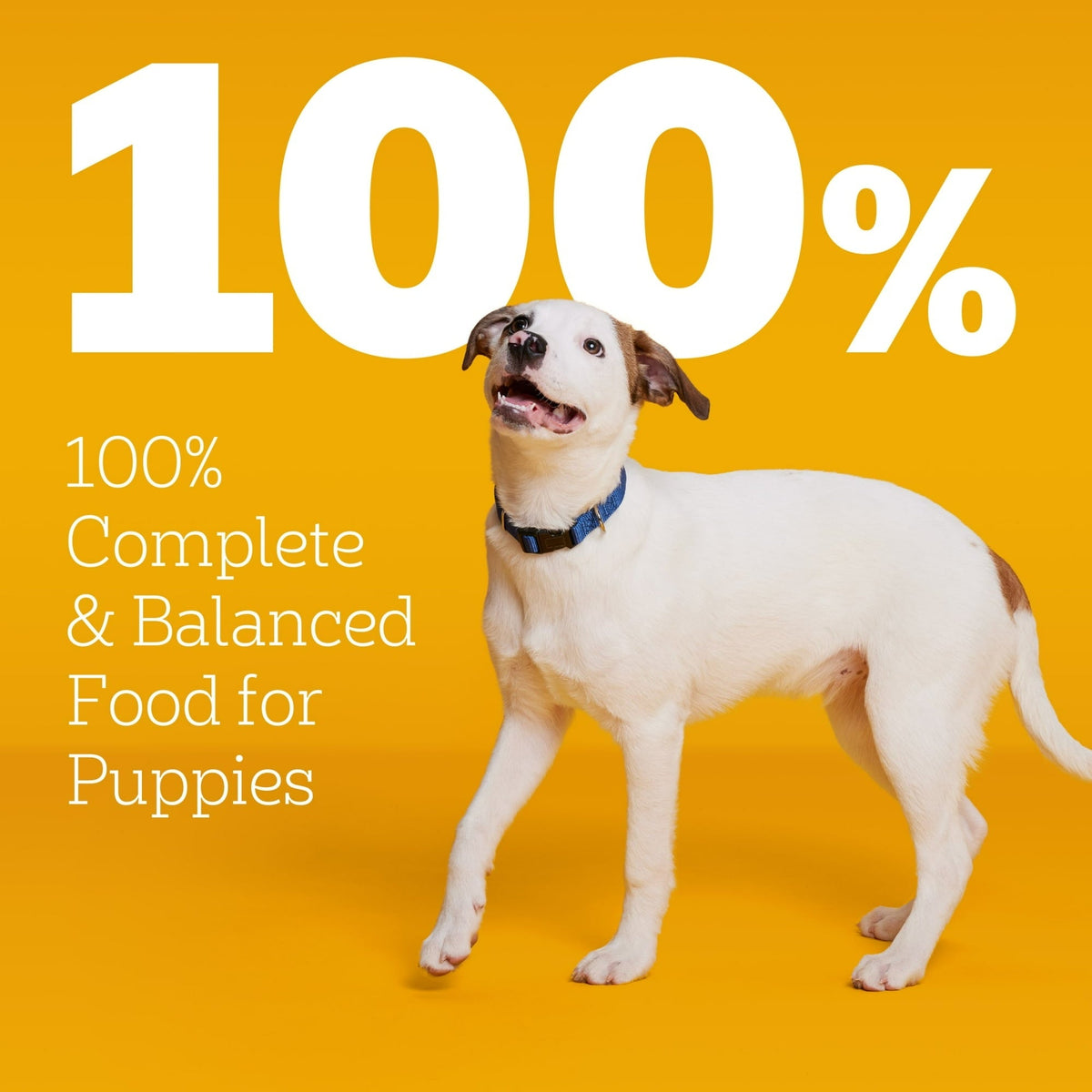 Pedigree Puppy Food Morsels in Sauce, Wet Dog Food Variety Pack, 3.5 oz Pouches 18 Count (Pack of 2)