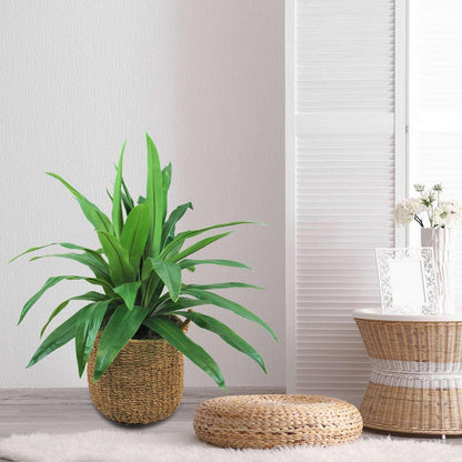 Faux 42" Dracaena in Handwoven Boho-Style Basket