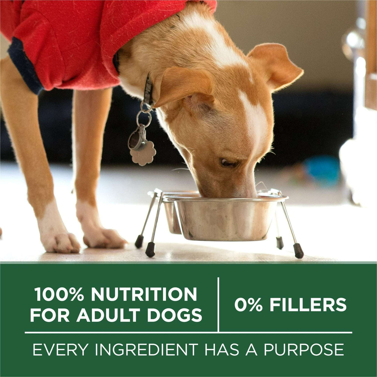 Purina ONE Plus Small Breed Lamb and Rice Formula Dry Dog Food 7.4 lb. Bag