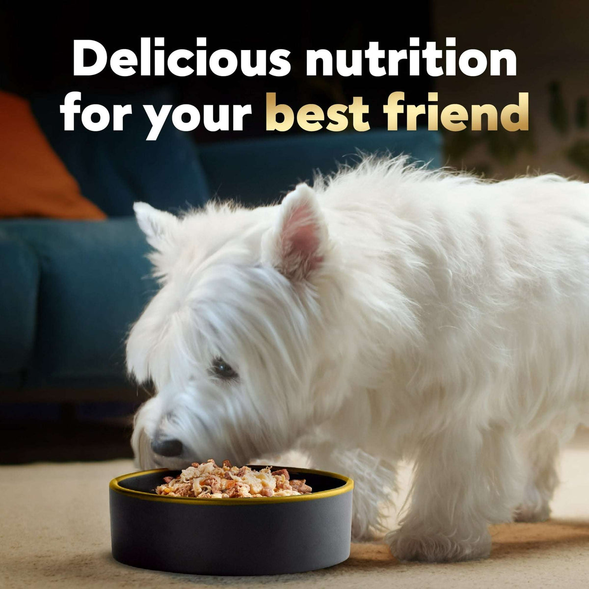 Cesar Wholesome Bowls Broth Wet Dog Food Variety Pack, 3 Oz Bowls (6 Pack)