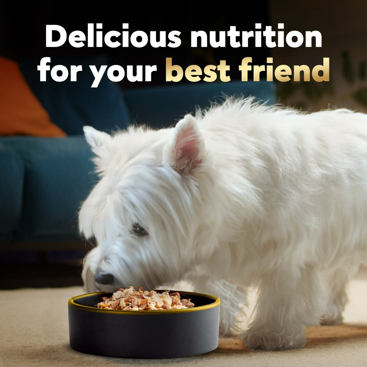 Cesar Wholesome Bowls Broth Wet Dog Food Variety Pack, 3 Oz Bowls (6 Pack)