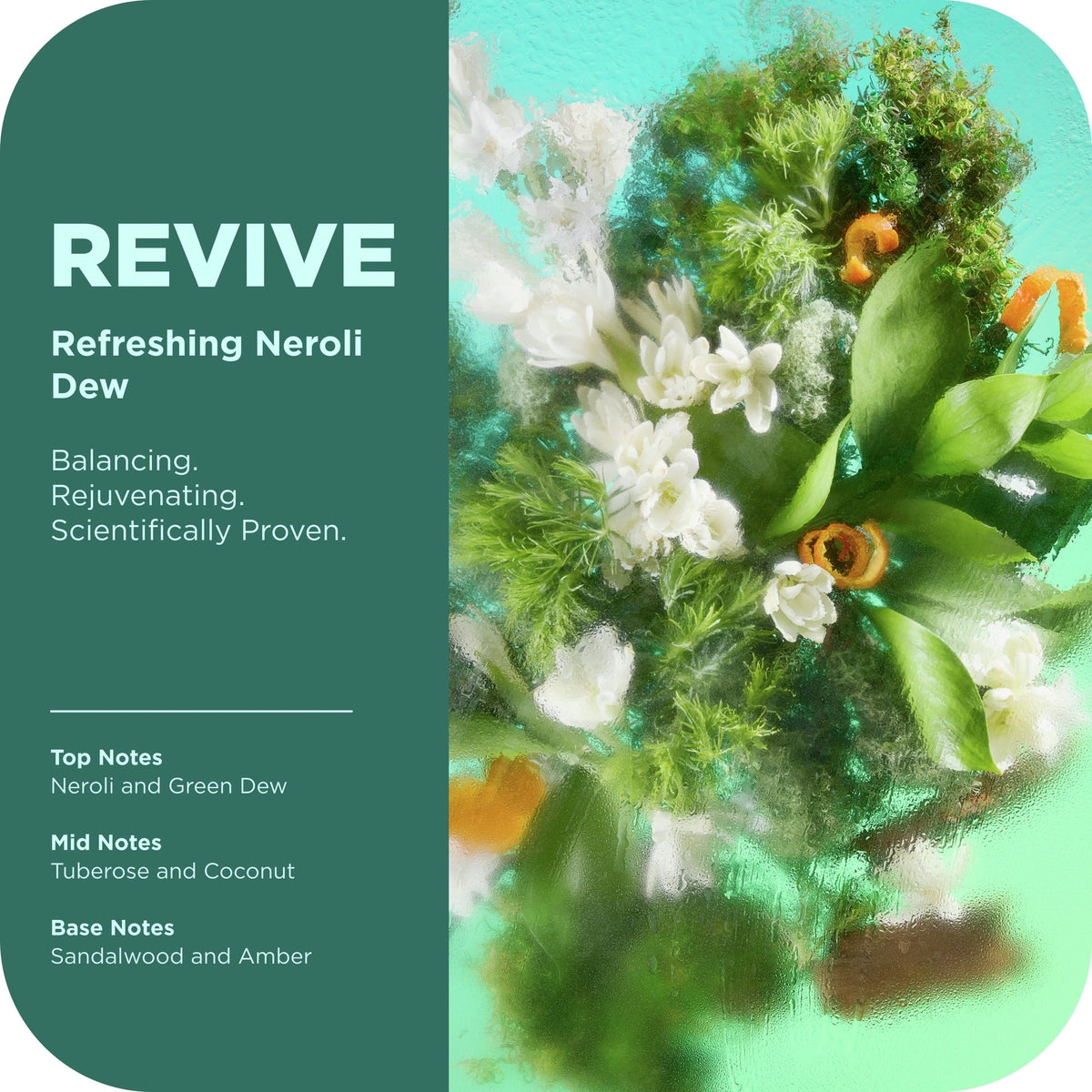 (6 pack) OLLY Revive Body Scrub Exfoliates & Repairs Skin Barrier Neroli Dew, 6 oz