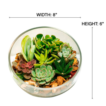 8" Slanted Cut Succulent Terrarium