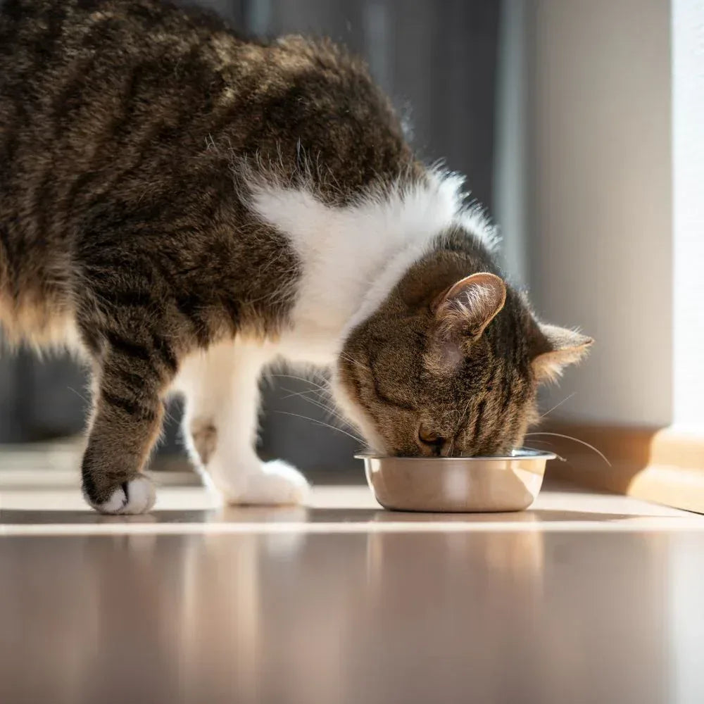 Friskies Lil Soups Adult Cat Food Complement 3 Flavor (2) Each: Sockeye Salmon, Shrimp, Tuna (1.2 Ounces) + MerlinsMart Zine + Catnip Toy