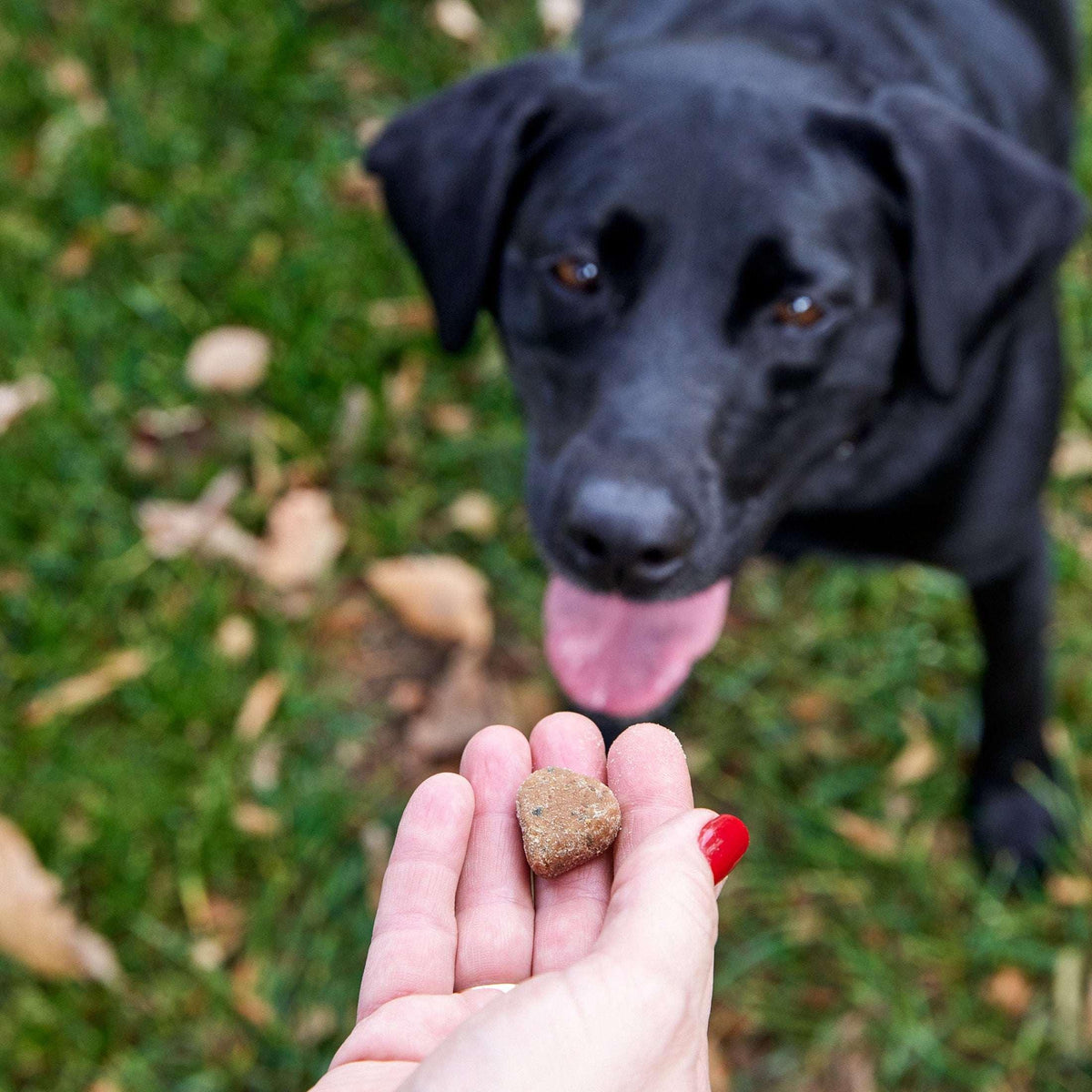 Zesty Paws 8-in-1 Multivitamin Bites for Dogs, for Overall Wellbeing Chicken Flavor, 90ct