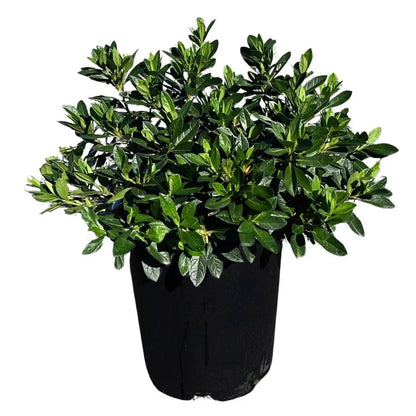 Alder & Oak Azalea Shrub