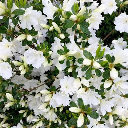 Alder & Oak Azalea Shrub