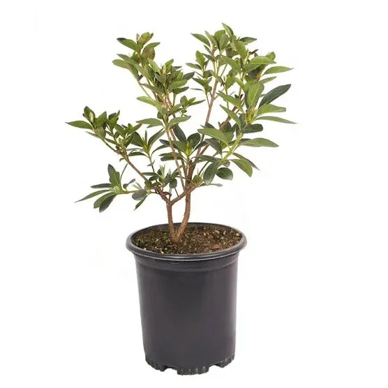 Alder & Oak Azalea #01 Container, 4-pack