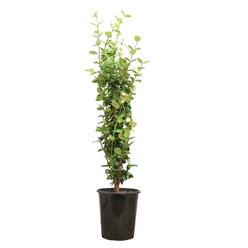 Alder & Oak Staked Star Jasmine
