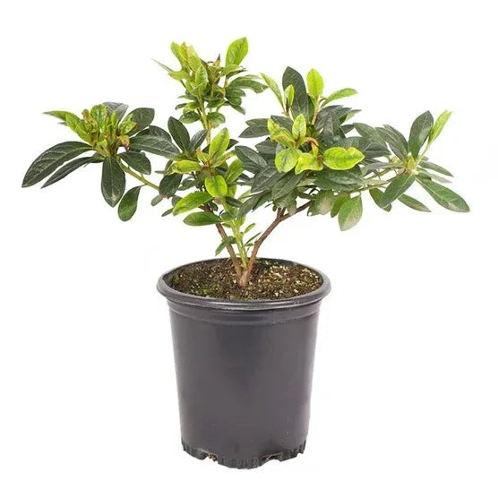 Alder & Oak Azalea #01 Container, 4-pack