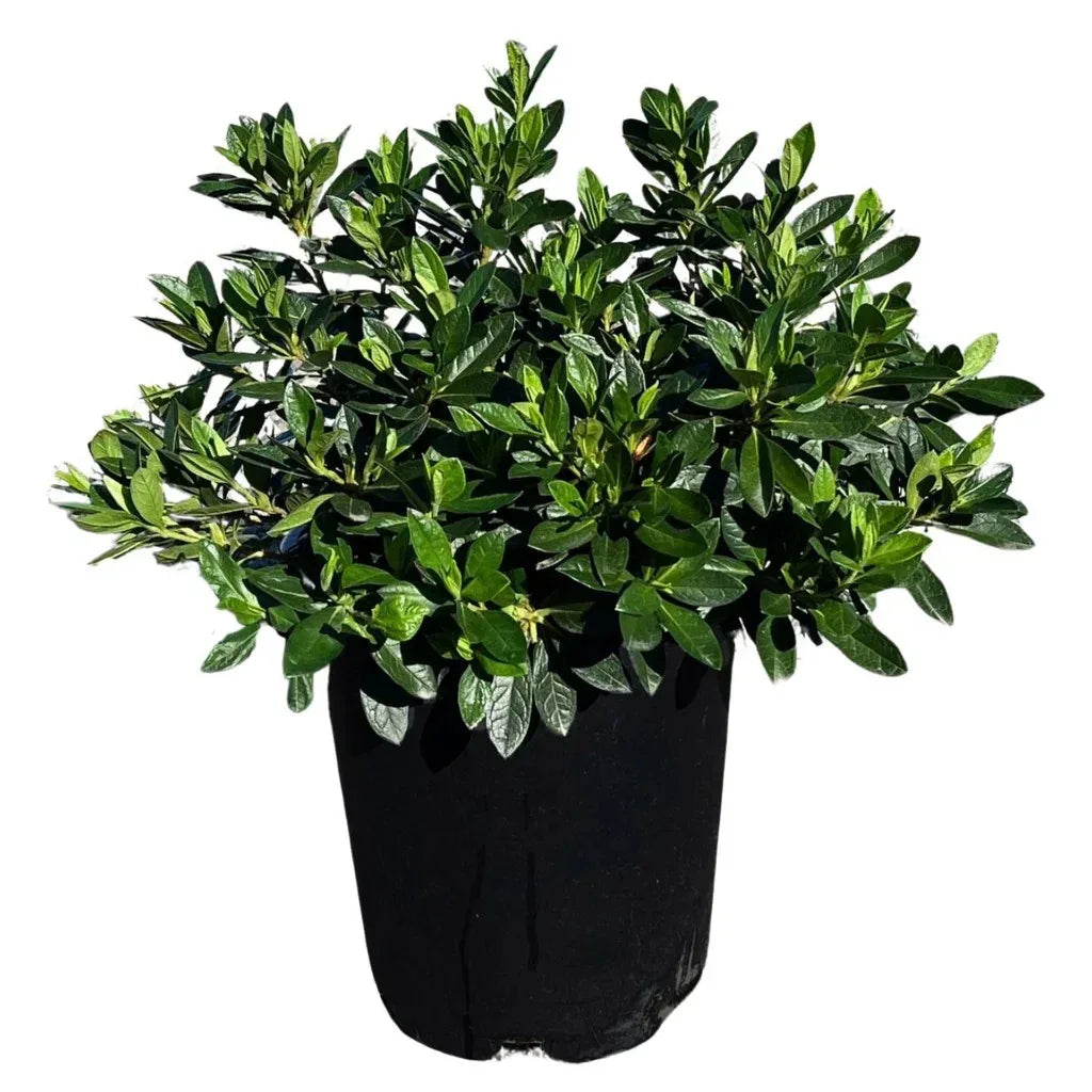 Alder & Oak Azalea Shrub