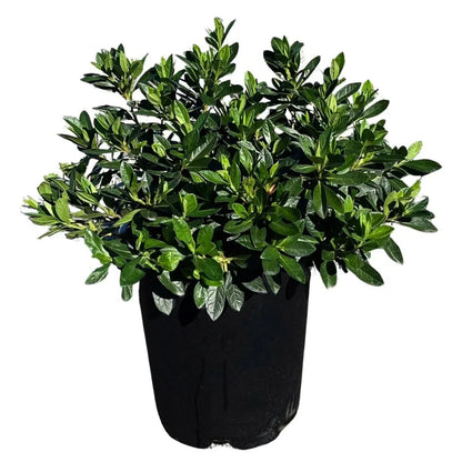 Alder & Oak Azalea Shrub