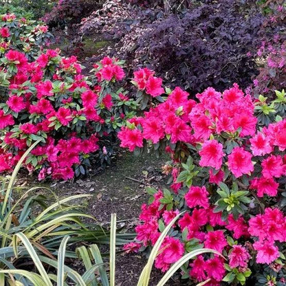 Alder & Oak Azalea Shrub