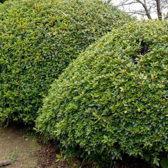 Alder & Oak Azalea Shrub